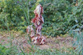 And Pete spotted this!  Is it a flower?