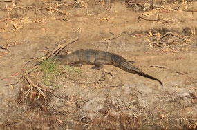 One croc warming his body