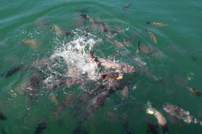 Feeding the fish at Barbecue Island