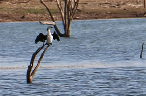 Photographing birds