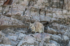 Rock wallaby eating the nuts thrown to them