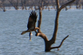 Kite has picked up the fish