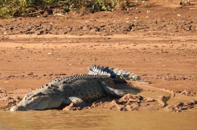 3.8 metre croc probably 50 years old