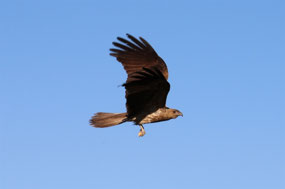 A Kite with bread in its claws
