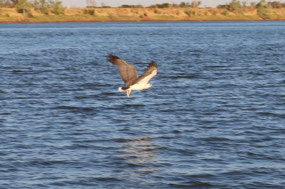 And away he went with the cat fish