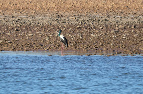 Female Jabiru has yellow around the eye