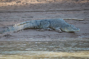 Hump back crocodile
