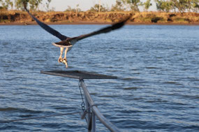 In came the Sea Eagle to get the fish
