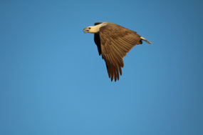 Interesting snap of the Kite