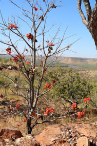 Kimberley Desert Rose..Victoria River behind