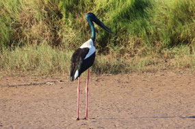 Male Jabiru