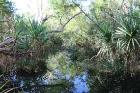 Timber Creek at the back of the park