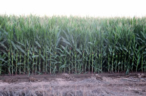 Corn just starting to flower