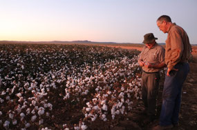 Cotton nearly ready to harvest