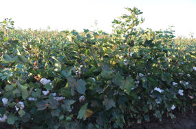Cotton