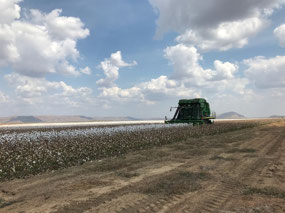 KAI harvesting cotton 31st July