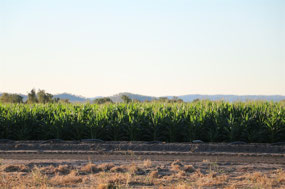 The corn is so fed up it grows 50mm a day