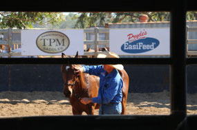 Rubbing the horses eye to calm him