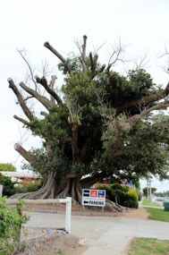 Moreton Bay tree in Swan Hill