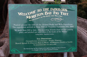 Story of the Moreton Bay Fig Tree