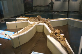 ‘Penny the Plesiosaur’