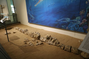 Bones of the Kronosaurus queenslandicus.