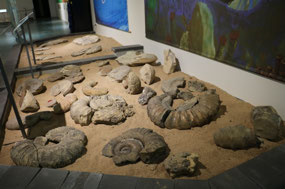 Display of Ammonites.