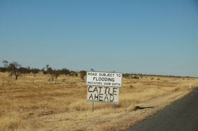 Cattle on the long paddock