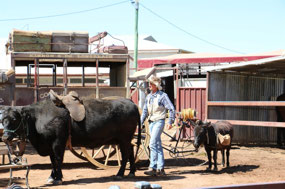 Half Watt brings in animals for cattle trip
