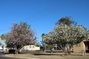 Trees in main street full of blossom