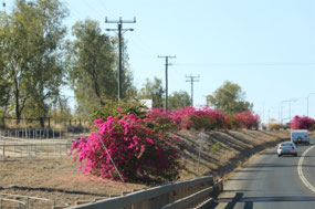Bougainvilleas on the highway