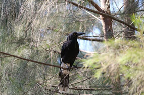Currawong bird