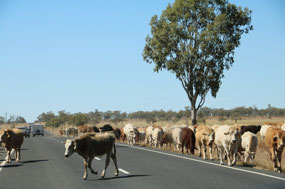 Drought affected farmers using road verge