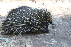 Echidna