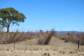  Leucaena being grown for cattle feed