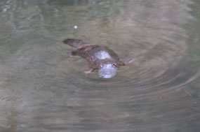 Just look at those Platypus eyes