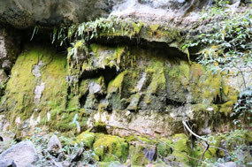 Moss Garden