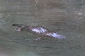 Pete's Platypus