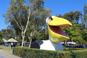 Big Pelican on the Noosa River