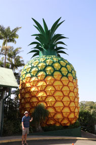 Found the 'Big Pineapple'