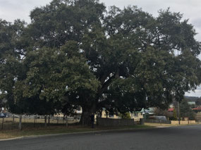 Historic Cork Tree