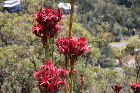 Gymea Lilies