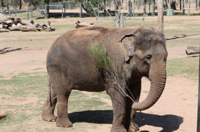 Asian elephant