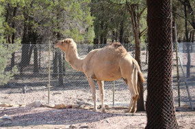 And a Camel - Pete's photo