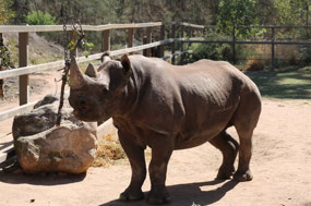 Black Rhino in a pen away from the others