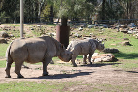 Black Rhino-Mother & Baby