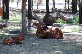 Bongo-Mother and baby