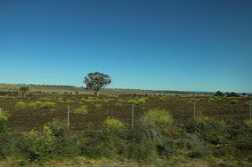 Canola near Merriwa