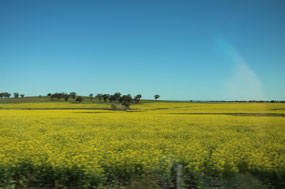 Canola three minutes further west