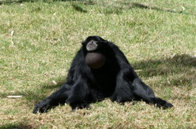 Daddy Siamang Ape